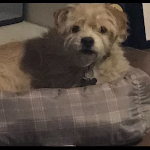 Meet your Posher, Sophie - Picture 1 of 1